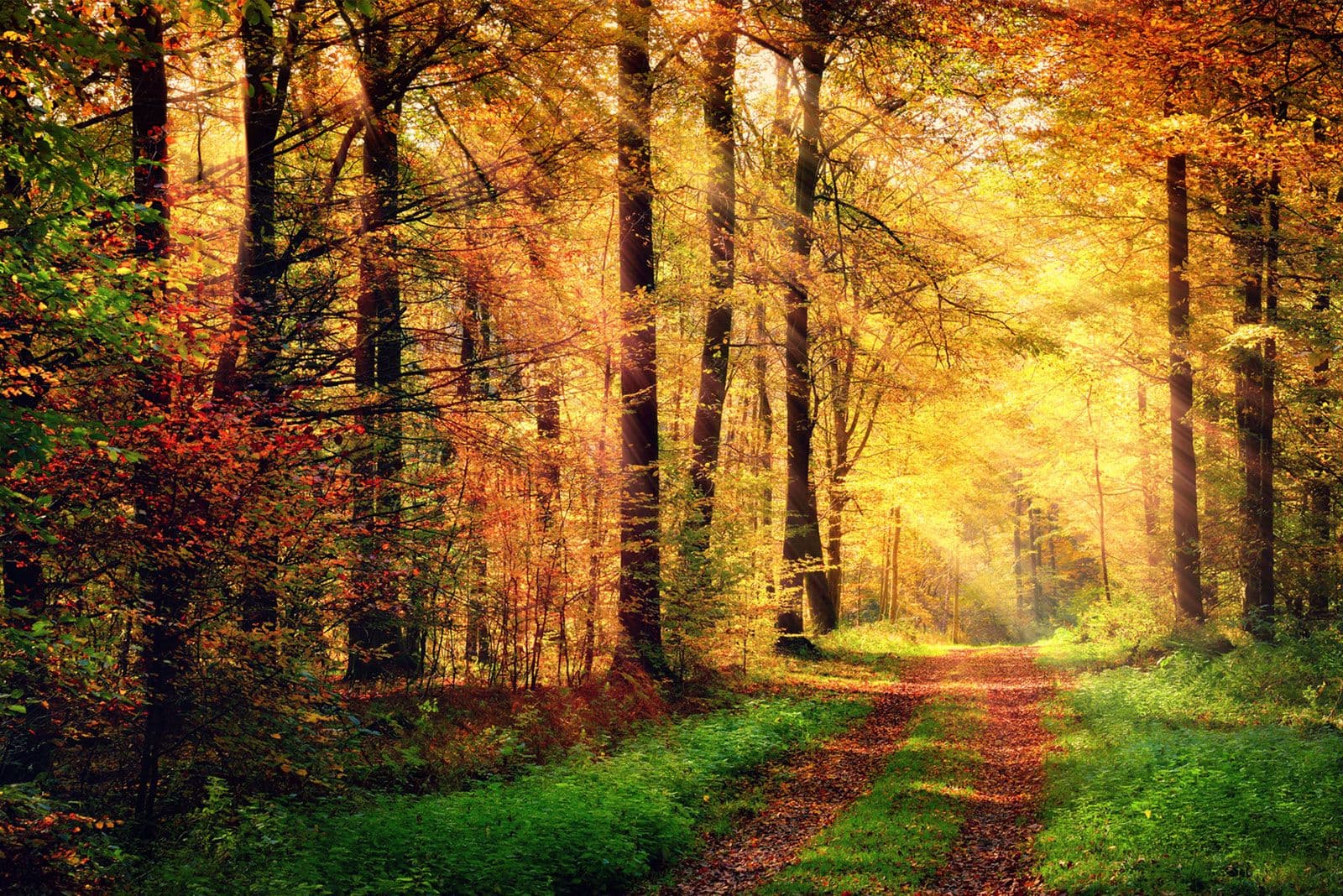 Sunlit forest path suggesting the way forward from depression